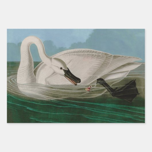 Trumpeter Swan Birds of America Audubon Print Geschenkpapier Set (Vorderseite 2)