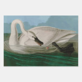 Trumpeter Swan Birds of America Audubon Print Geschenkpapier Set (Vorderseite)