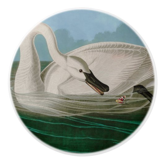 Trumpeter Swan Birds of America Audubon Print Keramikknauf (Vorderseite)