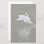 Trumpeter Swan Briefpapier (Vorne/Hinten)