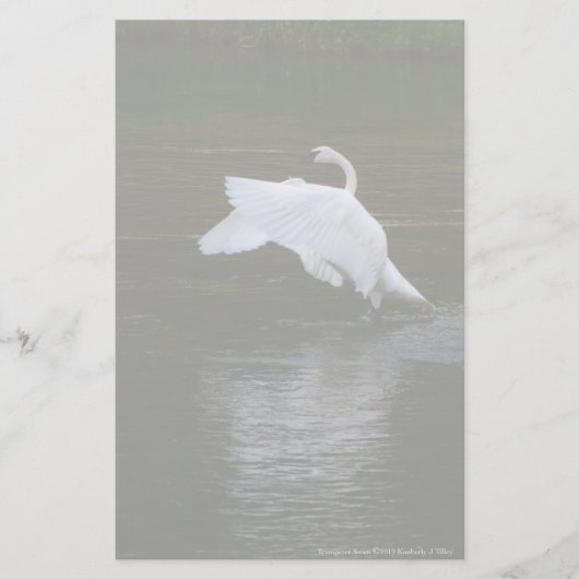 Trumpeter Swan Briefpapier (Vorderseite)