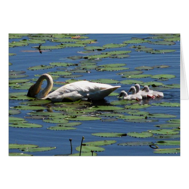 Trumpeter Swan & Cygnets (Vorderseite (Horizontal))