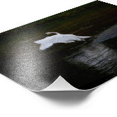Trumpeter Swan Fotodruck (Ecke)