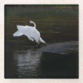 Trumpeter Swan Glasuntersetzer (Vorderseite)
