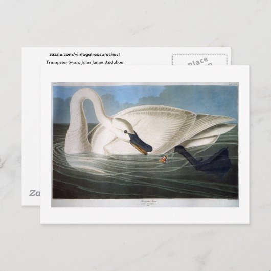 Trumpeter Swan, John James Audubon Fine Art Postkarte (Vorne/Hinten)