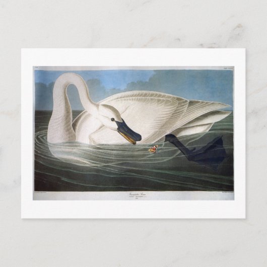 Trumpeter Swan, John James Audubon Fine Art Postkarte (Vorderseite)