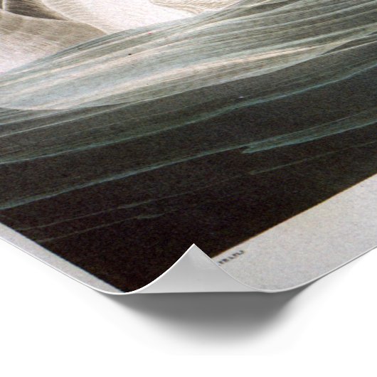 Trumpeter Swan, John James Audubon Poster (Ecke)