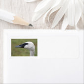 Trumpeter Swan Labels (Insitu)