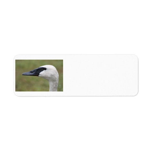 Trumpeter Swan Labels (Vorne)