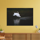 Trumpeter Swan Leinwanddruck (Insitu (Wohnzimmer))