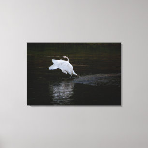 Trumpeter Swan Leinwanddruck