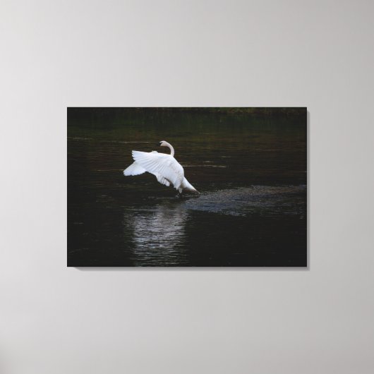 Trumpeter Swan Leinwanddruck (Vorderseite)