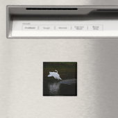 Trumpeter Swan Magnet (In Situ (Geschirrspüler))