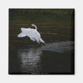 Trumpeter Swan Magnet (Vorne)