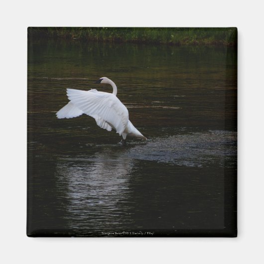 Trumpeter Swan Magnet (Vorne)
