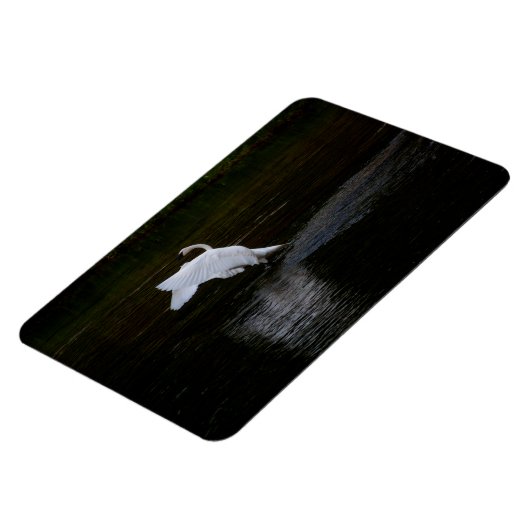 Trumpeter Swan Magnet (Linke Seite)