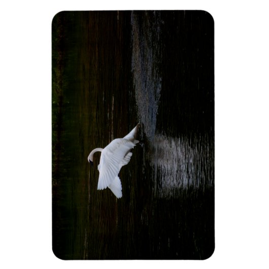 Trumpeter Swan Magnet (Vertikal)