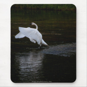 Trumpeter Swan Mousepad