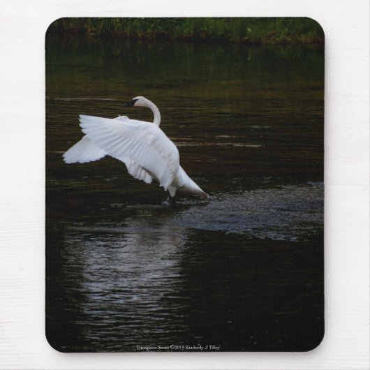 Trumpeter Swan Mousepad (Vorne)
