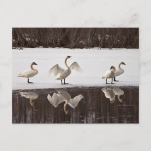 Trumpeter Swan Pairs Postkarte