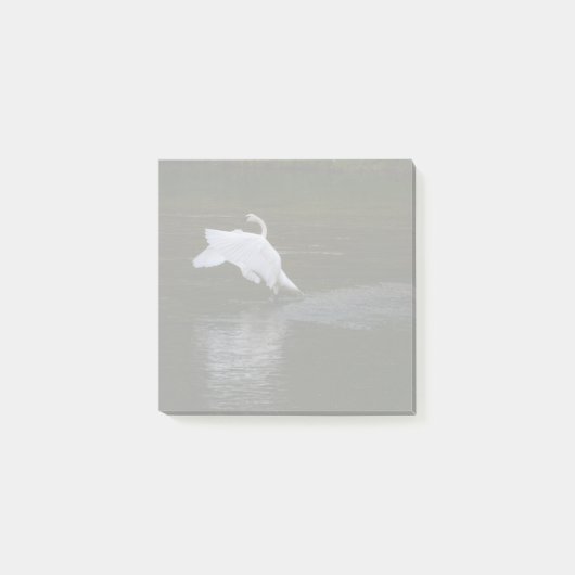Trumpeter Swan Post-it Klebezettel (Vorderseite)