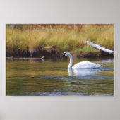 Trumpeter Swan Poster (Vorne)