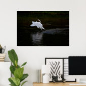 Trumpeter Swan Poster (Heimbüro)