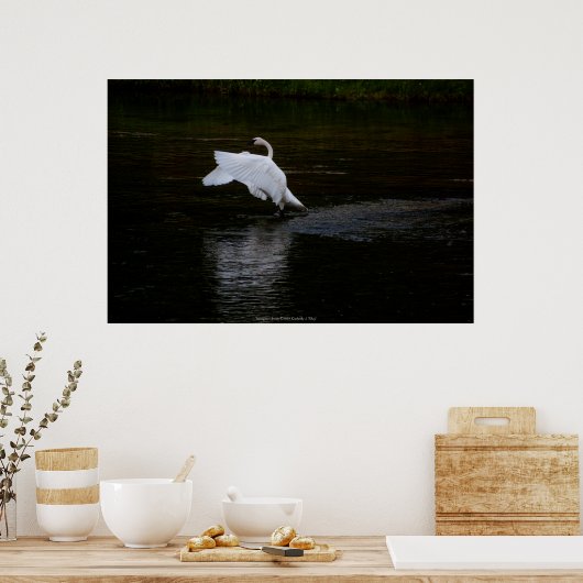 Trumpeter Swan Poster (Küche)