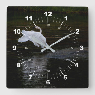 Trumpeter Swan Quadratische Wanduhr