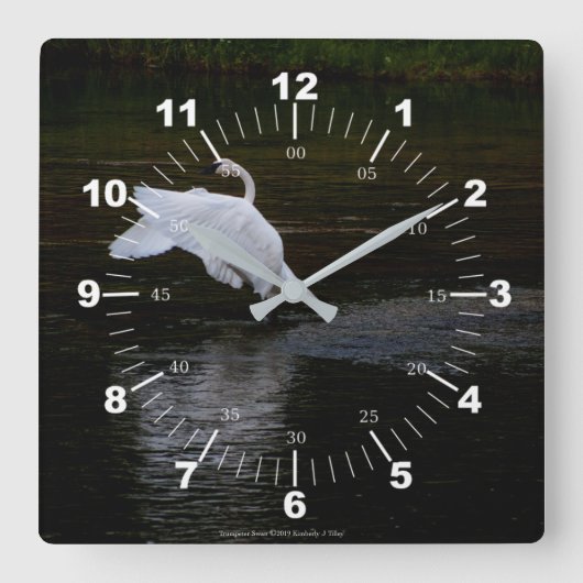 Trumpeter Swan Quadratische Wanduhr (Vorderseite)