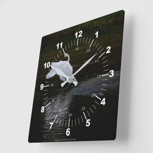 Trumpeter Swan Quadratische Wanduhr (Winkel)