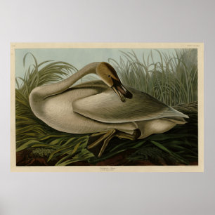 Trumpeter Swan - von Audubons Vögeln Amerikas Poster