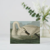 Trumpeter Swan - von Audubons Vögeln Amerikas Postkarte (Stehend Vorderseite)