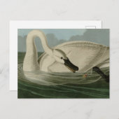 Trumpeter Swan - von Audubons Vögeln Amerikas Postkarte (Vorne/Hinten)