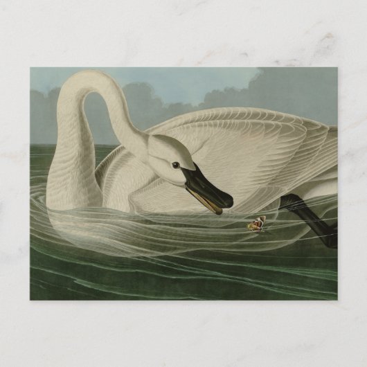 Trumpeter Swan - von Audubons Vögeln Amerikas Postkarte (Vorderseite)