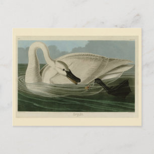 Trumpeter Swan - von Audubons Vögeln Amerikas Postkarte