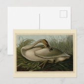Trumpeter Swan - von Audubons Vögeln Amerikas Postkarte (Vorne/Hinten)