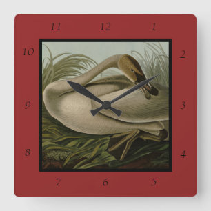 Trumpeter Swan - von Audubons Vögeln Amerikas Quadratische Wanduhr
