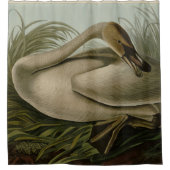 Trumpeter Swan - von Audubons Vögeln von Amerika Duschvorhang (Vorderseite)