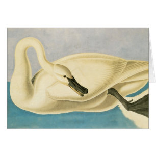Trumpeter Swan von John James Audubon, Vintager Bi