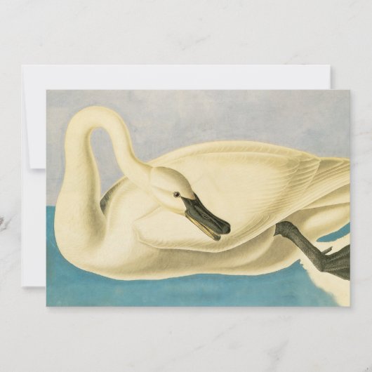 Trumpeter Swan von John James Audubon, Vintager Bi (Vorderseite)