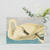 Trumpeter Swan von John James Audubon, Vintager Bi (Stehend Vorderseite)