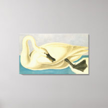 Trumpeter Swan von John James Audubon, Vintager Bi