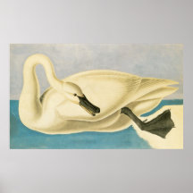 Trumpeter Swan von John James Audubon, Vintager Bi