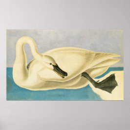 Trumpeter Swan von John James Audubon, Vintager Bi Poster