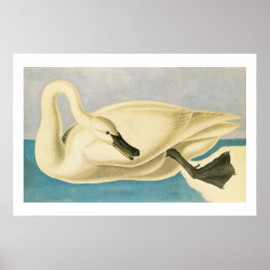 Trumpeter Swan von John James Audubon, Vintager Bi Poster