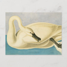Trumpeter Swan von John James Audubon, Vintager Bi Postkarte