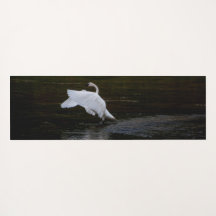 Trumpeter Swan