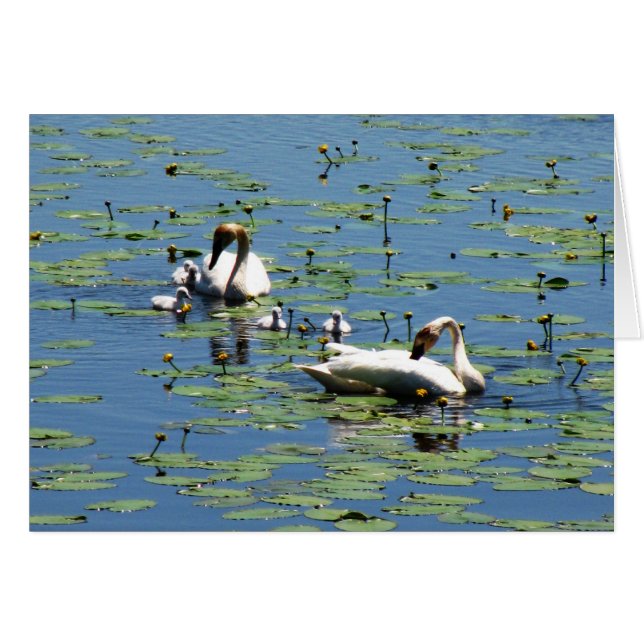 Trumpeter Swans (Vorderseite (Horizontal))