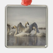 Trumpeter Swans im Madison River im Winter Ornament Aus Metall (Vorne)